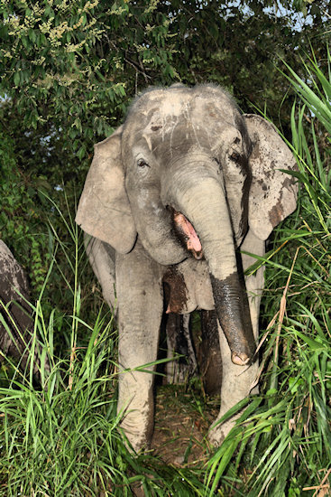 BorneoPigmyElephant_Sukau_0254 (84)_m.jpg